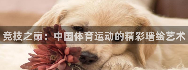 必发官方正版app娱乐40996：竞技之巅：中国体育