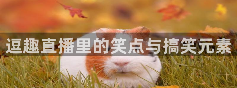 鲸鱼体育在线直播免费：逗趣直播里的笑点与搞笑元素